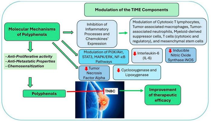 A schematic diagram showing anticancer mechanisms and nano-delivery pathways on TNBCA cells for polyphenol compounds such as curcumin