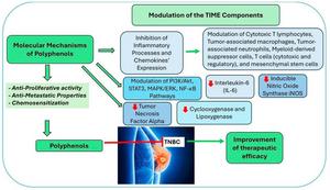A schematic diagram showing anticancer mechanisms and nano-delivery pathways on TNBCA cells for polyphenol compounds such as curcumin