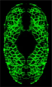 Flourescent muscle cells