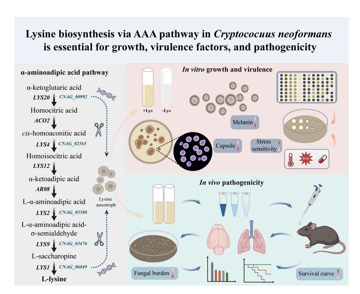 Lysine biosynthesis via AAA pathway in Cryptococuus neoformans is essential for growth, virulence factors, and pathogenicity