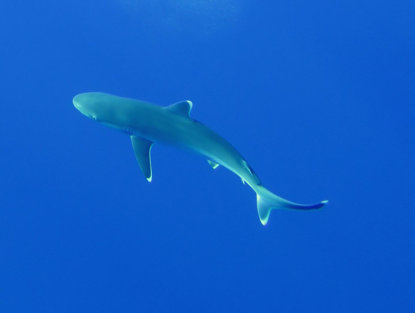 Even in the Remotest Reef System, Shark Numbers Have Precipitously Declined (3 of 6)
