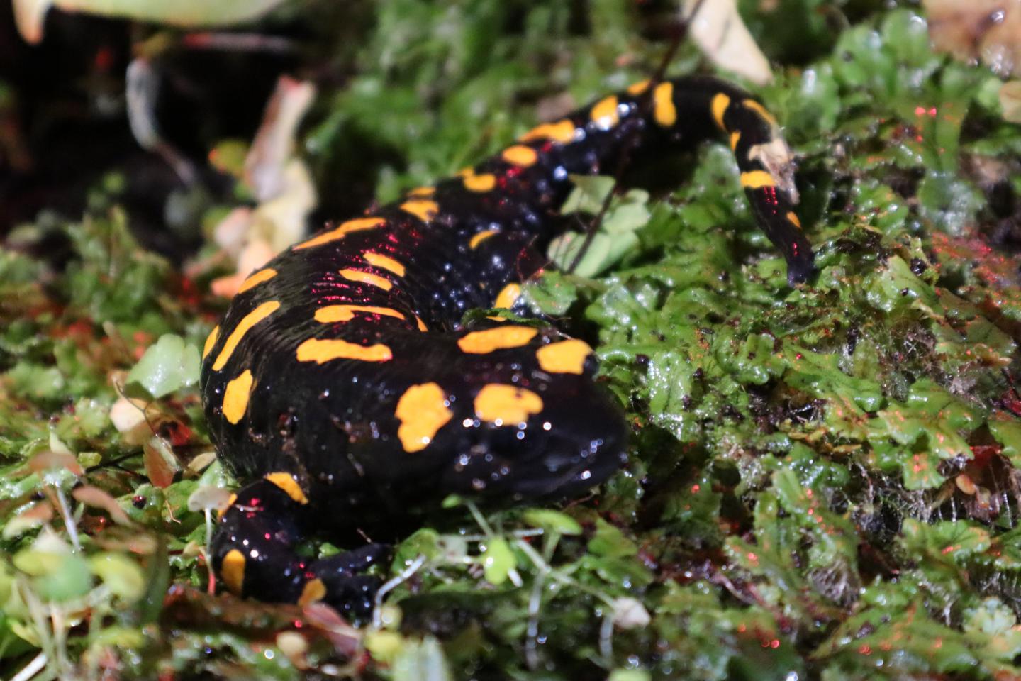 Amphibians (3 of 3)`