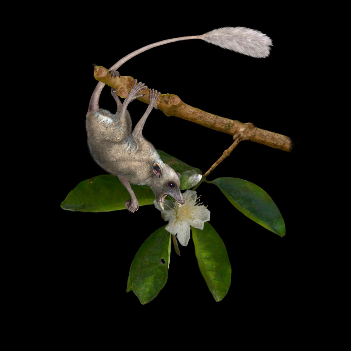 Scientists Believe <i>Purgatorius</i> Looked Similar to <i>Dryomomys szalayi</i>