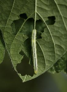 Soybean looper herbivory