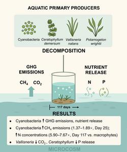 Decomposition of cyanobacteria and submerged macrophytes: impacts on carbon emissions and nutrient cycling in lake ecosystems