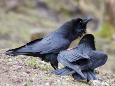 Interaction Ravens