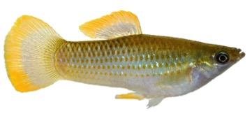 Atlantic Molly