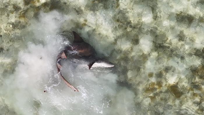 Mating nurse sharks