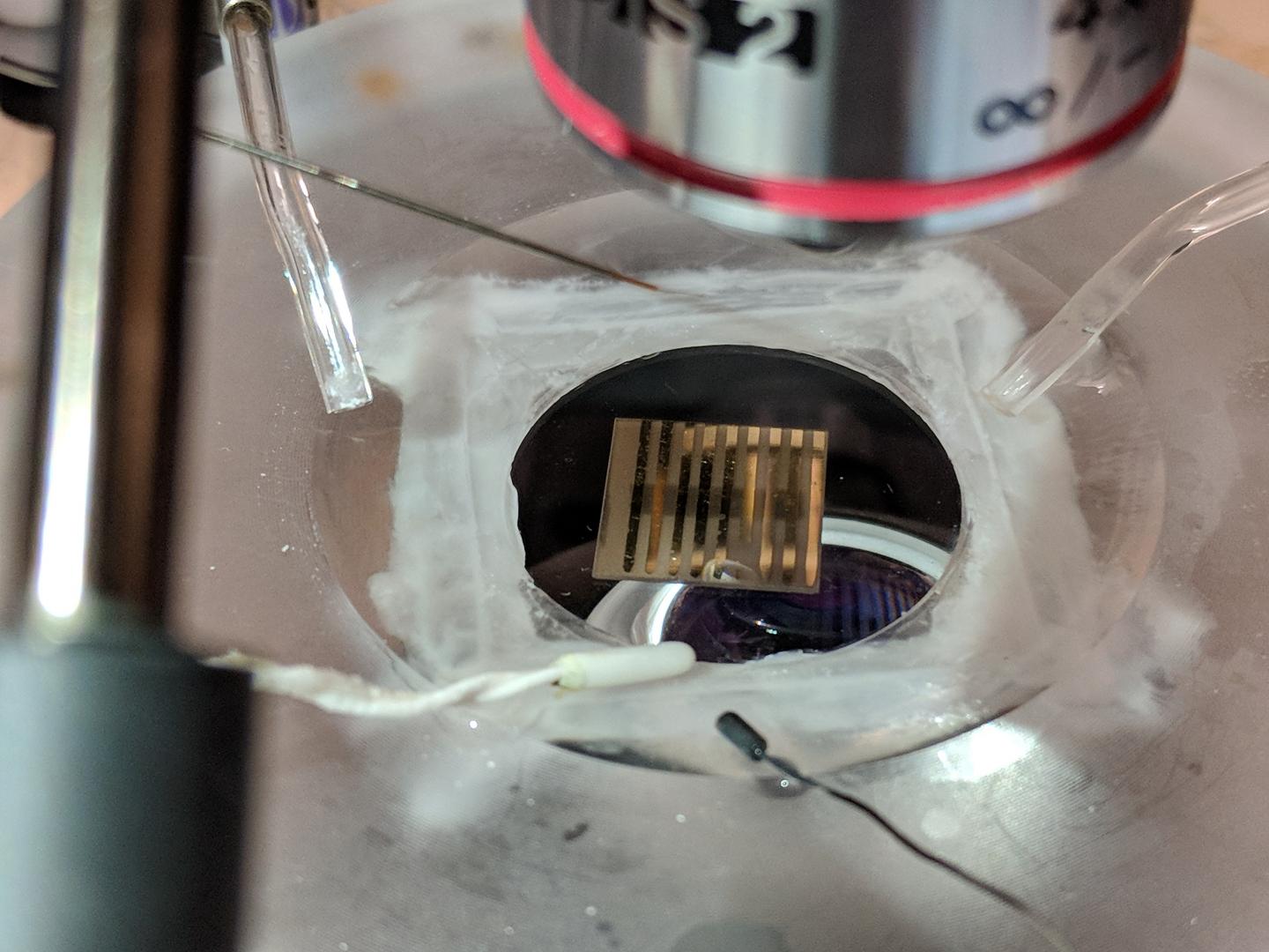 Quantum Biosensor