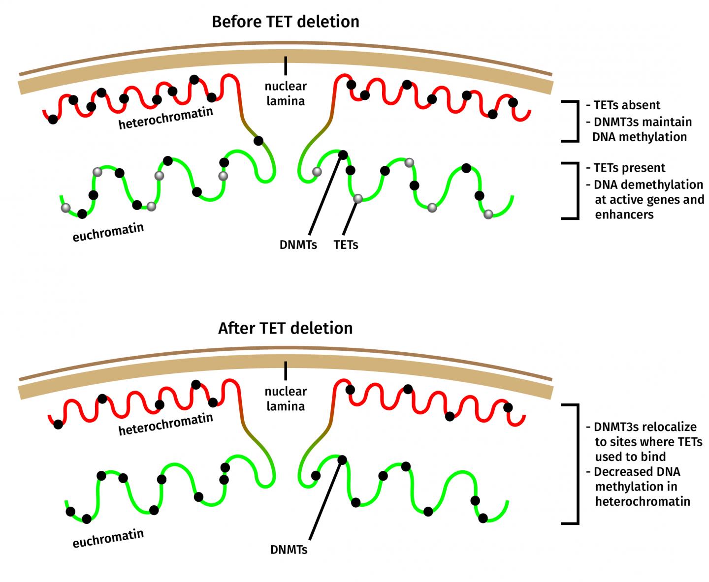 TET Proteins: Double Agents in DNA Methylation Prevent Catastrophic Cancer