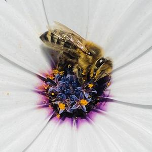 Apis mellifera