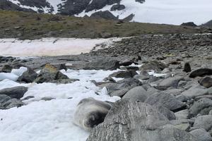 Young intrepid researcher uncovers hidden diversity in snow and glacier ecosystems across remote Antarctic island