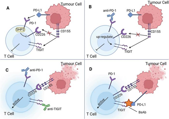 Immune Checkpoints