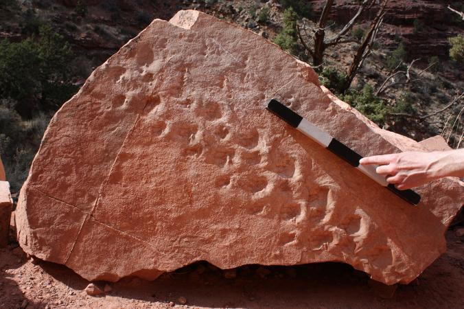 Grand Canyon Footprints