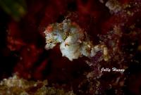<em>Hippocampus japapigu</em> (1 of 2)