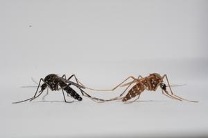 A Striking Phenotype