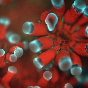 Microscope image of the coral Stylophora pistillata