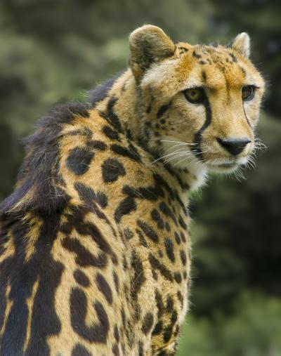 What Cheetahs and House Cats Have in Common (1 of 6)