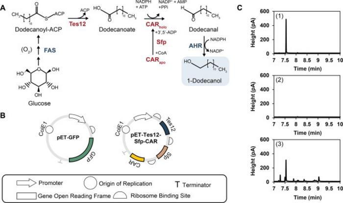 Figure 2. The production of 1-dodecanol from engineered E. coli BL21(DE3).