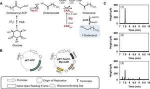 Figure 2. The production of 1-dodecanol from engineered E. coli BL21(DE3).