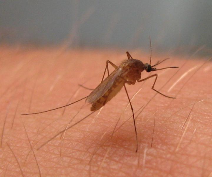 <i>Culex pipiens</i> Adult
