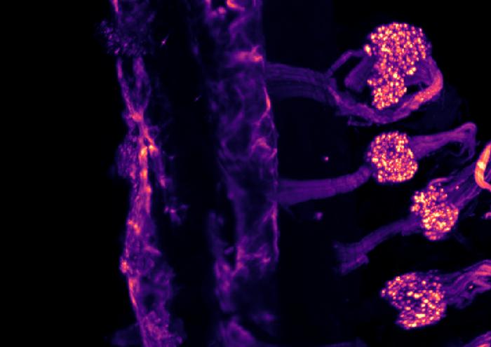 Study reveals that the body uses different sensors to detect cold in the skin and in internal organs