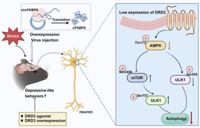 Schematic diagram of the mechanism by which circFKBP8(5S,6) and its encoded protein cFKBP8 promote CUMS susceptibility in mice.