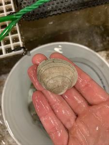 Hand holding clam