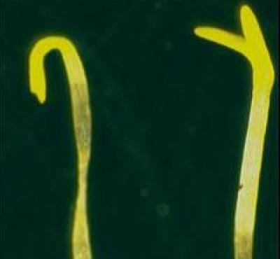 Plant Growth Without Light Control