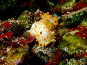 Nudibranch on rocky reef