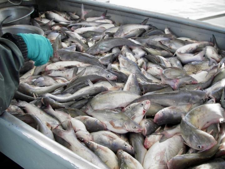 Invasive Blue Catfish