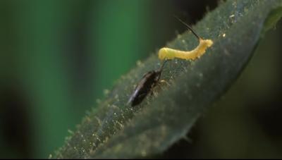 Manduca and Geocoris
