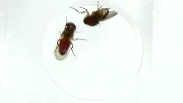 Courtship Behavior