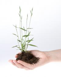 <i>Brachypodium</i> Plant