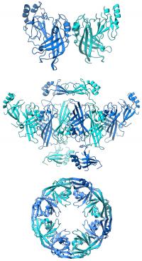 Ebola Virus VP40