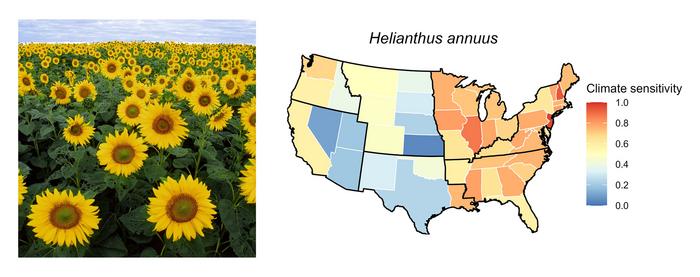 Helianthus annuus