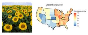 Helianthus annuus