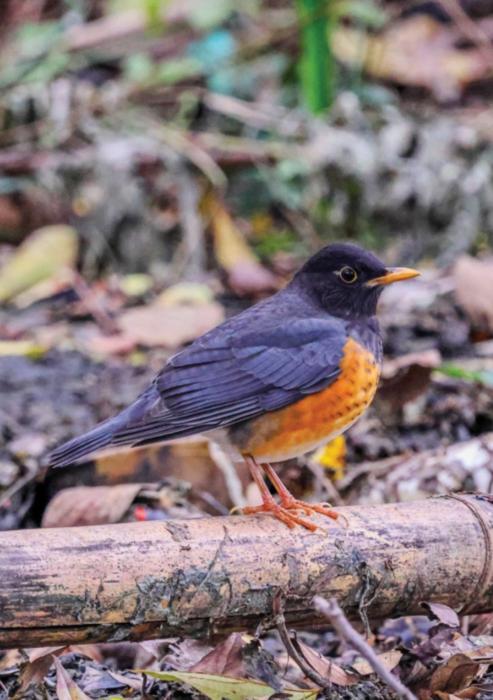 Photograph of Turdus dissimilis