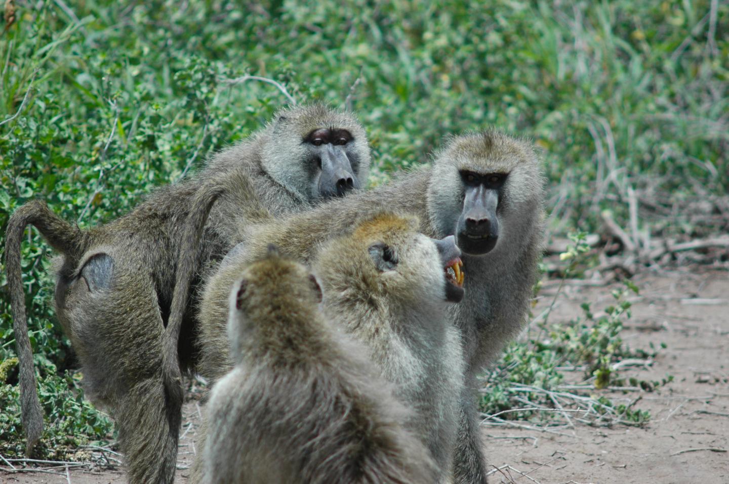 Snarling Confrontation