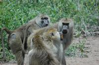 Snarling Confrontation