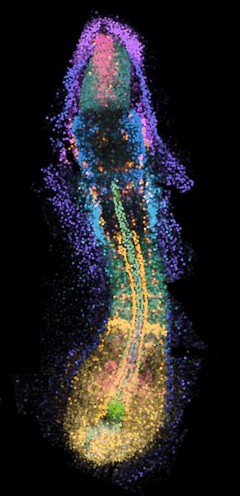 Genes in 3D space