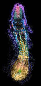 Genes in 3D space