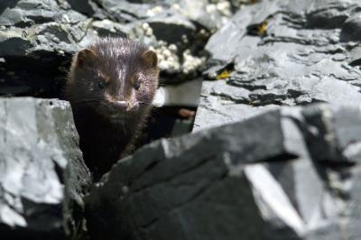 Mustela Vison