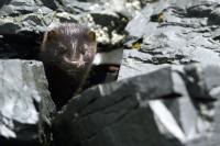 Mustela Vison