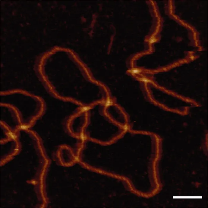 DNA Topology Image 1 with a scale bar