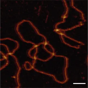 DNA Topology Image 1 with a scale bar