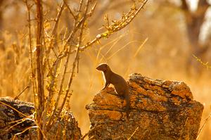 Mongoose Sentinel