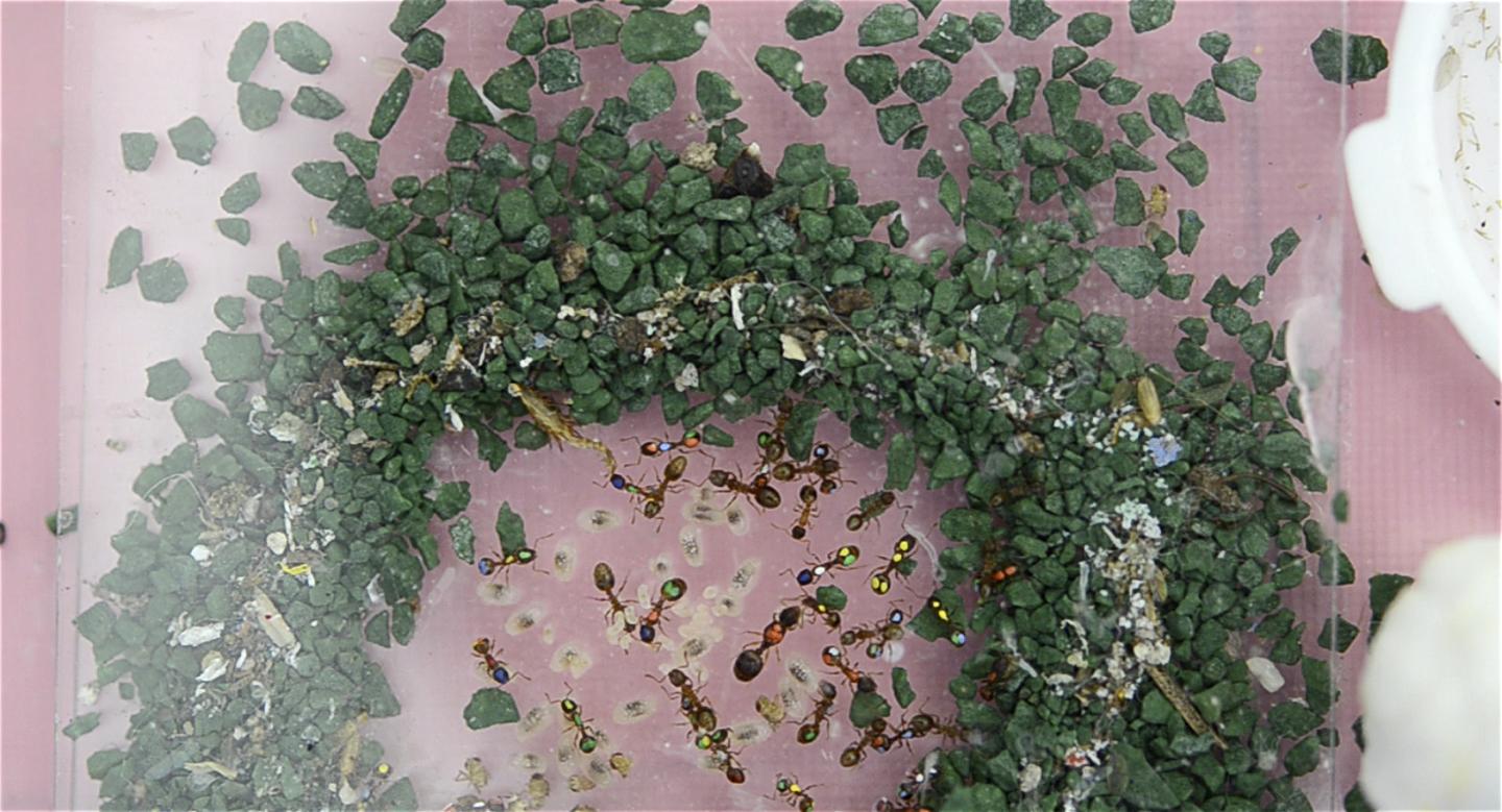 Artificial Ant Nest