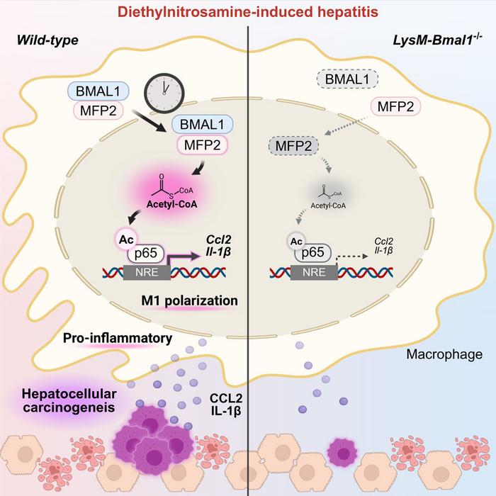 Mechanism of brain and muscle ARNT-like 1 (BMAL1)-dependent inflammatory responses in macrophages