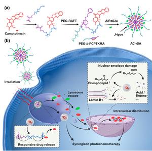 Light-responsive supramolecular nanoassemblies enable efficient nuclear delivery of anticancer drugs.